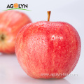 Good quality factory provide large size fresh apples